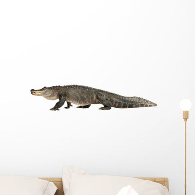 American Alligator Wall Decal shown on a wall