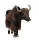 Yak Wall Decal
