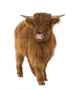 Young Highland Cow Wall Decal