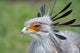 Secretary Bird Wall Mural