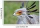 Secretary Bird Wall Mural