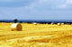 Grain Wall Decal