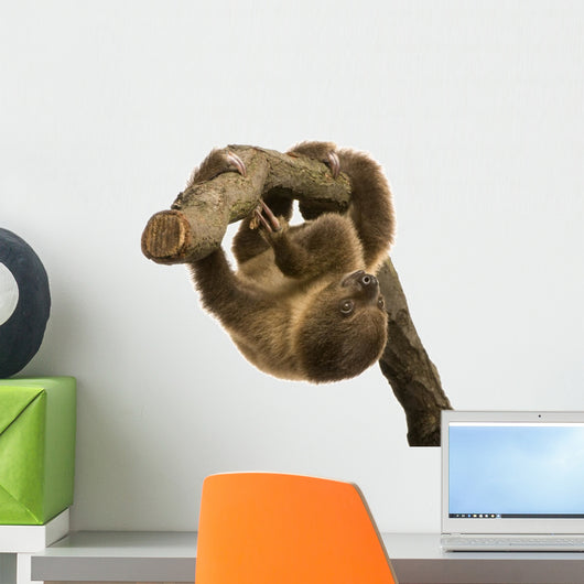 Baby Two-Toed Sloth Wall Decal