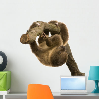 Baby Two-toed Sloth Wall Decal shown on a wall