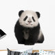 Giant Panda 6 Months Wall Decal