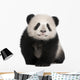 Giant Panda 6 Months Wall Decal