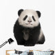 Giant Panda 6 Months Wall Decal