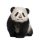 Giant Panda 6 Months Wall Decal
