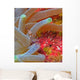 Spotted Cleaner Shrimp Wall Decal
