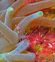 Spotted Cleaner Shrimp Wall Decal