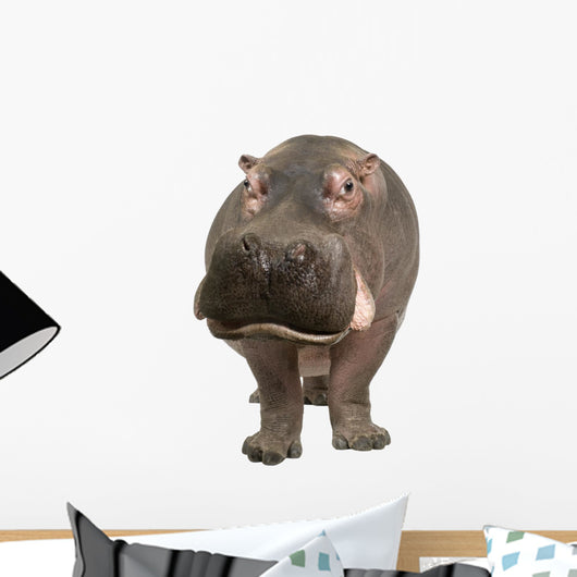 Hippopotamus - Hippopotamus Amphibius 30 Years Wall Decal