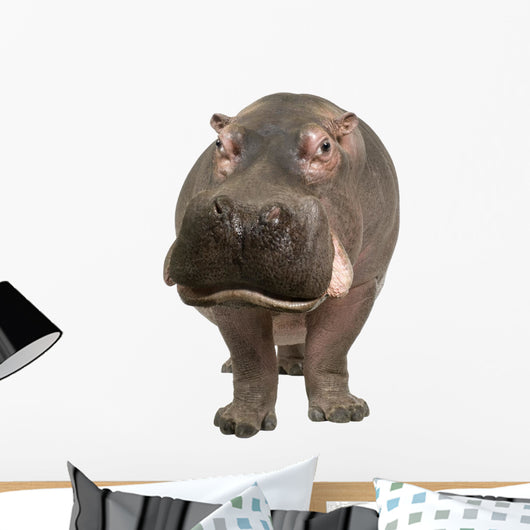 Hippopotamus - Hippopotamus Amphibius 30 Years Wall Decal