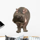 Hippopotamus - Hippopotamus Amphibius 30 Years Wall Decal