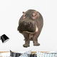 Hippopotamus - Hippopotamus Amphibius 30 Years Wall Decal
