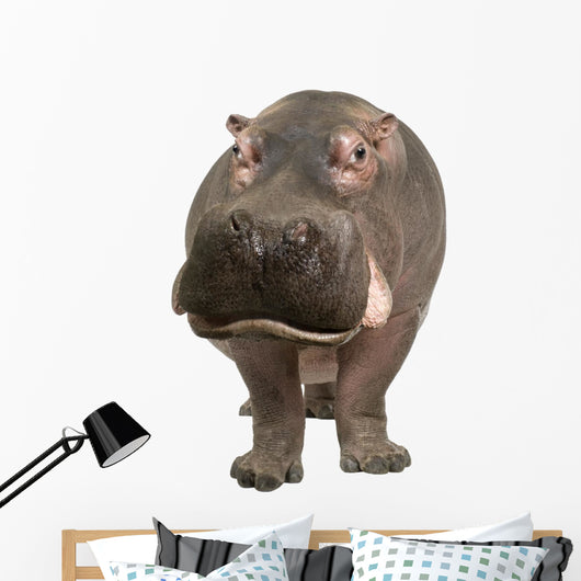 Hippopotamus - Hippopotamus Amphibius 30 Years Wall Decal