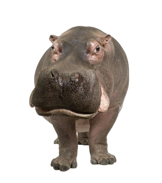Hippopotamus - Hippopotamus Amphibius 30 Years Wall Decal