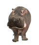 Hippopotamus - Hippopotamus Amphibius 30 Years Wall Decal