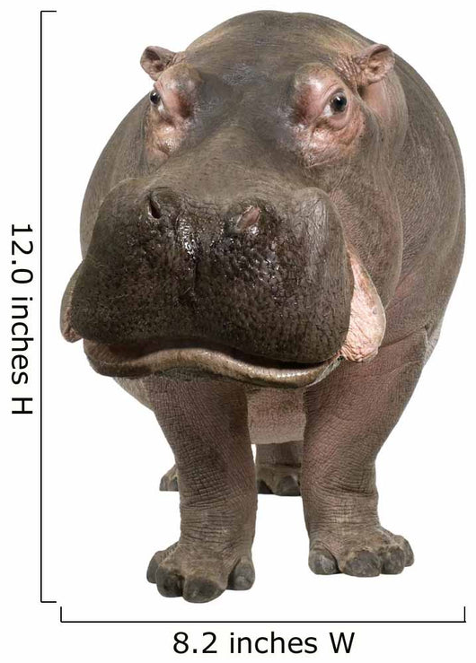 Hippopotamus - Hippopotamus Amphibius 30 Years Wall Decal