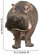 Hippopotamus - Hippopotamus Amphibius 30 Years Wall Decal