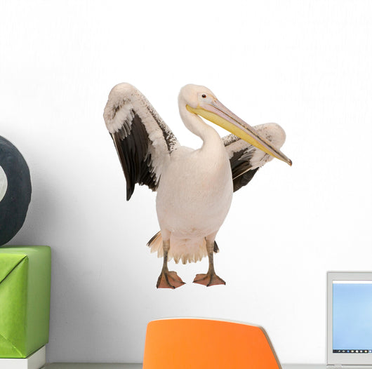 White Pelican - Pelecanus Onocrotalus 18 Months Wall Decal
