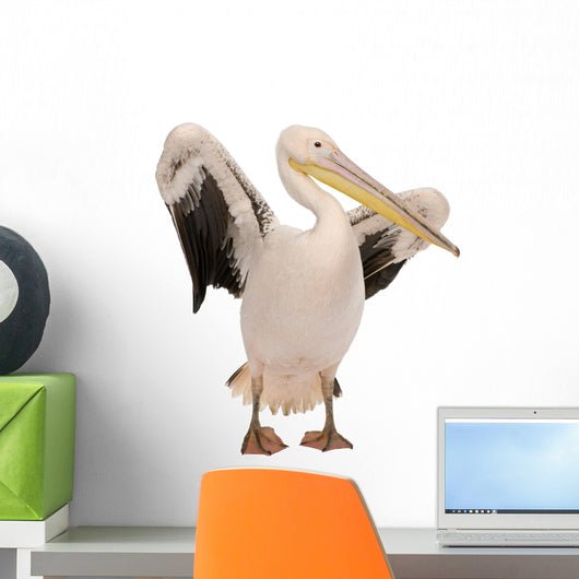 White Pelican - Pelecanus Onocrotalus 18 Months Wall Decal
