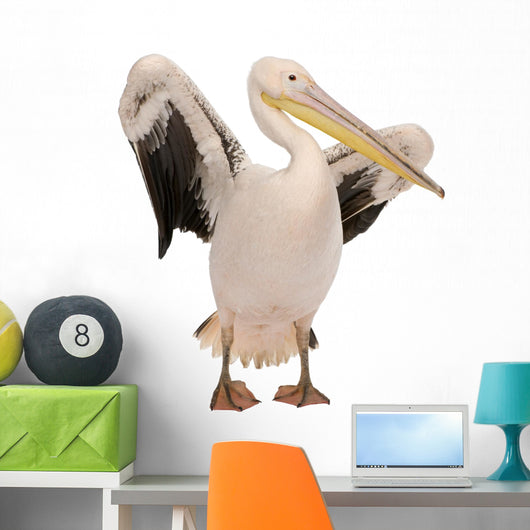 White Pelican - Pelecanus Onocrotalus 18 Months Wall Decal