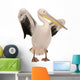 White Pelican - Pelecanus Onocrotalus 18 Months Wall Decal
