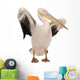 White Pelican - Pelecanus Onocrotalus 18 Months Wall Decal
