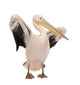 White Pelican - Pelecanus Onocrotalus 18 Months Wall Decal
