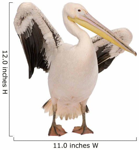 White Pelican - Pelecanus Onocrotalus 18 Months Wall Decal