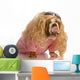 Funny Dog Dressed in Drag Wall Decal