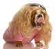 Funny Dog Dressed in Drag Wall Decal