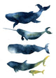 Sea Animals Watercolor Whales Wall Decal Sticker Set