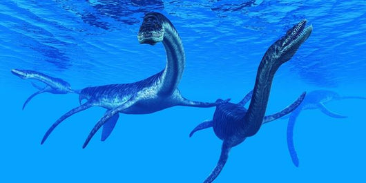 Plesiosaurus Marine Reptiles Plesiosaurus Marine Wall Decal