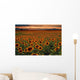 Sunflower Field at sunset with the Colorado Rocky Mountains Wall Mural