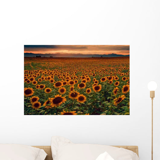 Sunflower Field at sunset with the Colorado Rocky Mountains Wall Mural