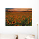 Sunflower Field at sunset with the Colorado Rocky Mountains Wall Mural