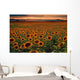Sunflower Field Sunset with Wall Mural