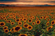 Sunflower Field at sunset with the Colorado Rocky Mountains Wall Mural