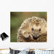 Hedgehog Wall Mural