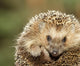 Hedgehog Wall Mural
