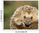 Hedgehog Wall Mural