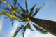palm tree Wall Mural