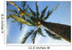 palm tree Wall Mural