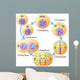 Mitosis and cell cycle Wall Mural