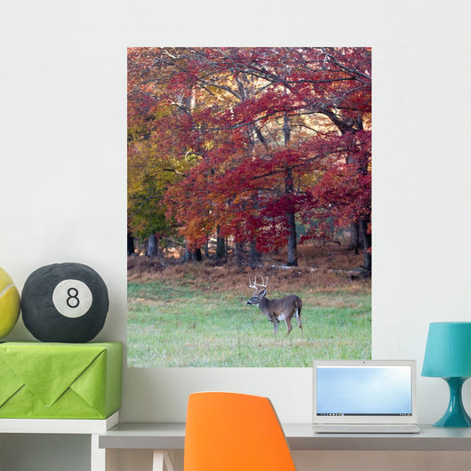Whitetail Buck and Fall Colors Wall Mural