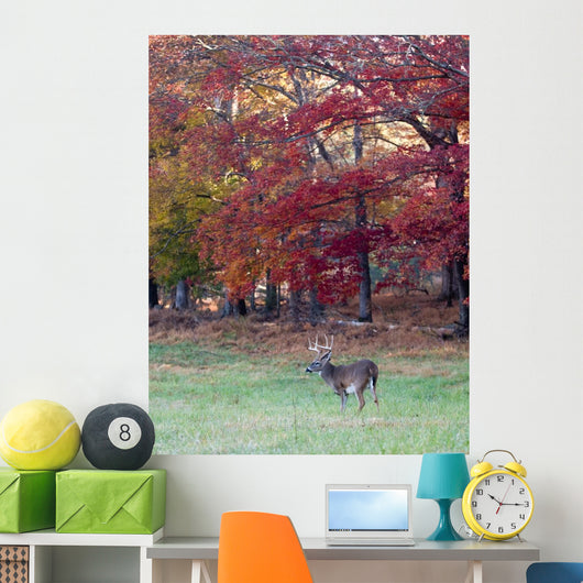 Whitetail Buck and Fall Colors Wall Mural