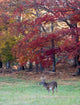 Whitetail Buck and Fall Colors Wall Mural