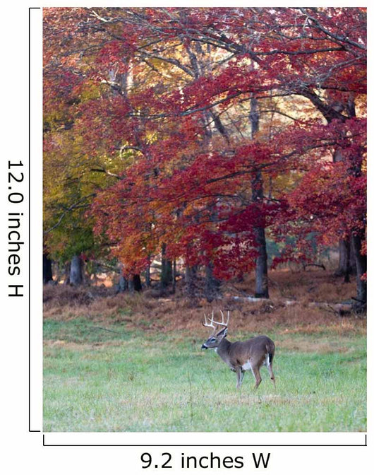 Whitetail Buck and Fall Colors Wall Mural