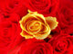 bunch of red roses with one single yellow one Wall Mural
